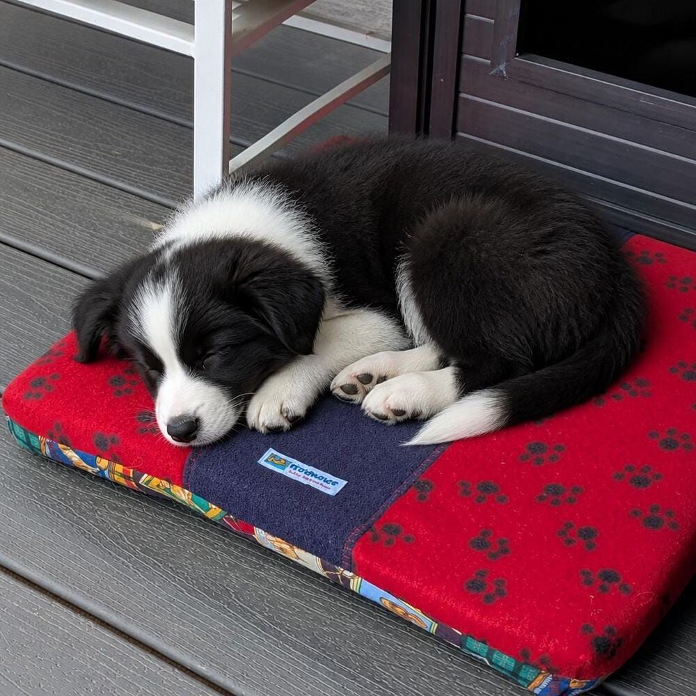 Double Sided Pad Pet Bed - Travel Dogs and Pawprint Fleece NEW (22 x 20)
